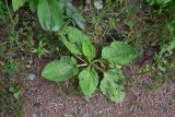 Plantago major. Плодоносящее(?) растение с погрызенными листьями. Турция, ил Артвин, дер. Bağcılar, обочина дороги. 12 июня 2026 г.
