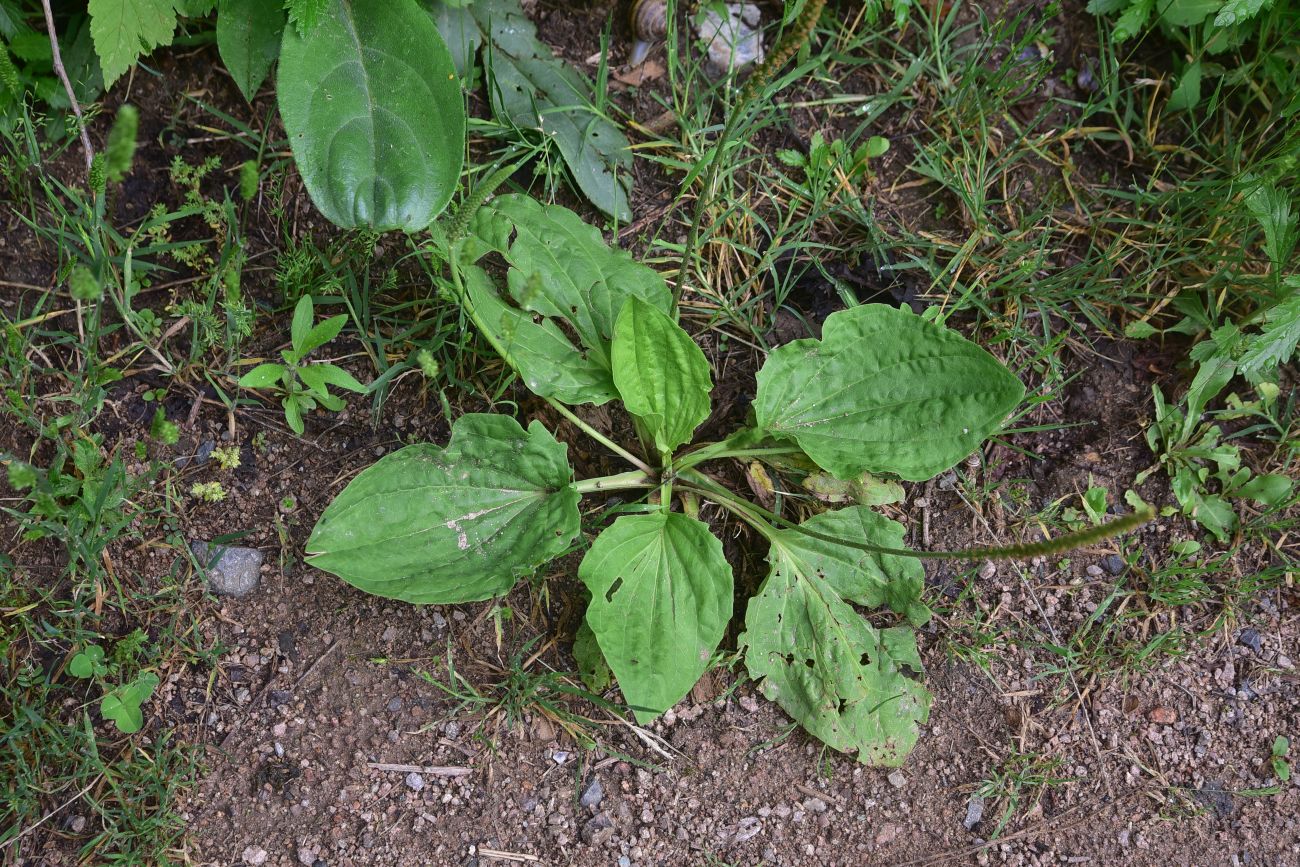 Изображение особи Plantago major.