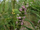 Leonurus japonicus
