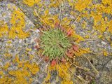 Plantago coronopus