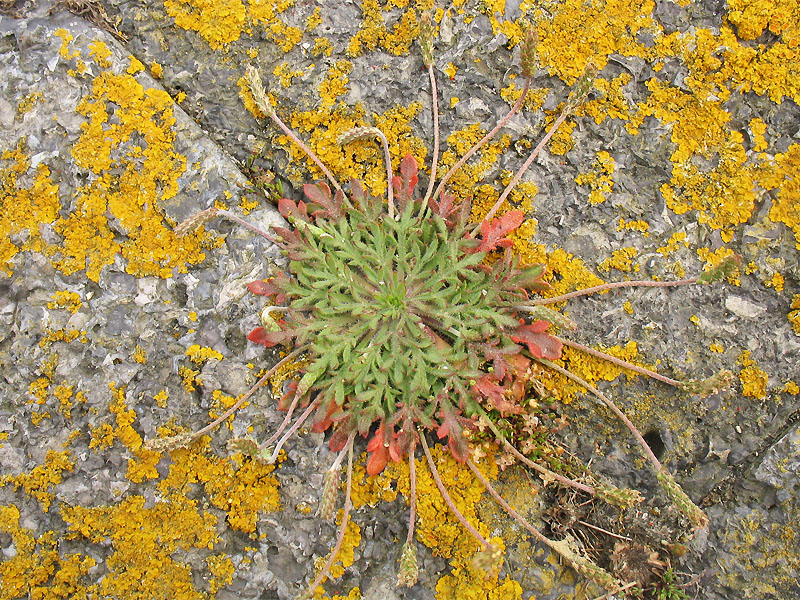 Изображение особи Plantago coronopus.