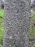 genus Magnolia