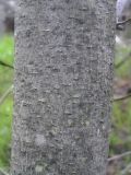 genus Magnolia. Часть ствола. Владивосток, ботанический сад-институт ДВО РАН. 24 мая 2011 г.