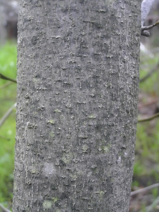 Image of genus Magnolia specimen.