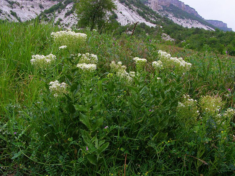 Image of Cardaria draba specimen.