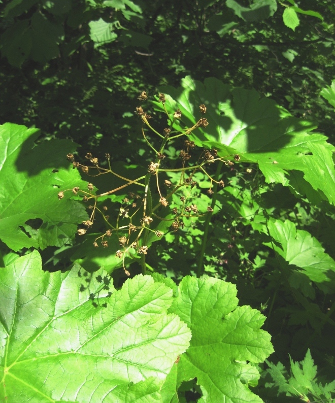 Изображение особи Darmera peltata.