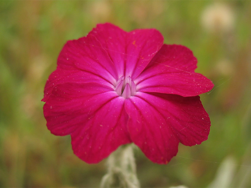 Изображение особи Lychnis coronaria.