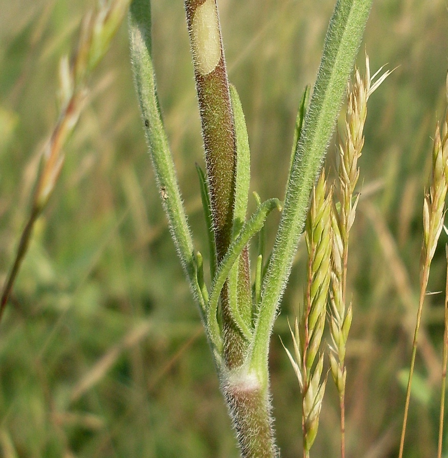 Image of Silene wolgensis specimen.