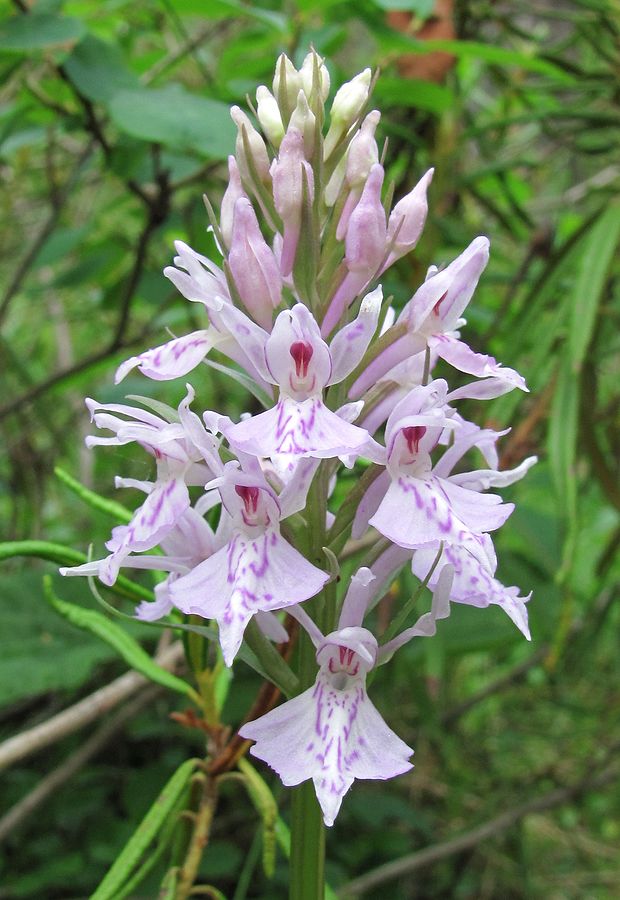 Изображение особи Dactylorhiza fuchsii.