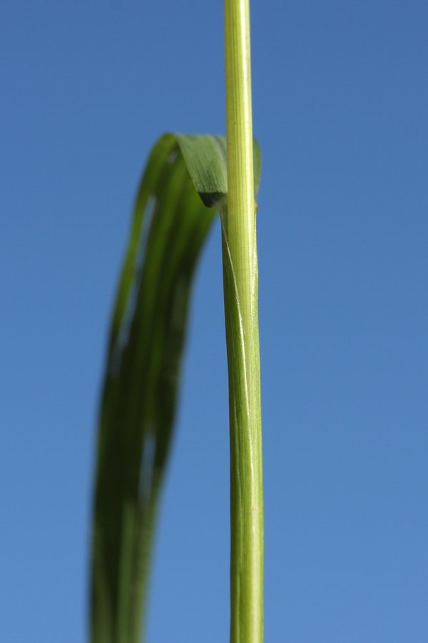 Image of Echinochloa crus-galli specimen.