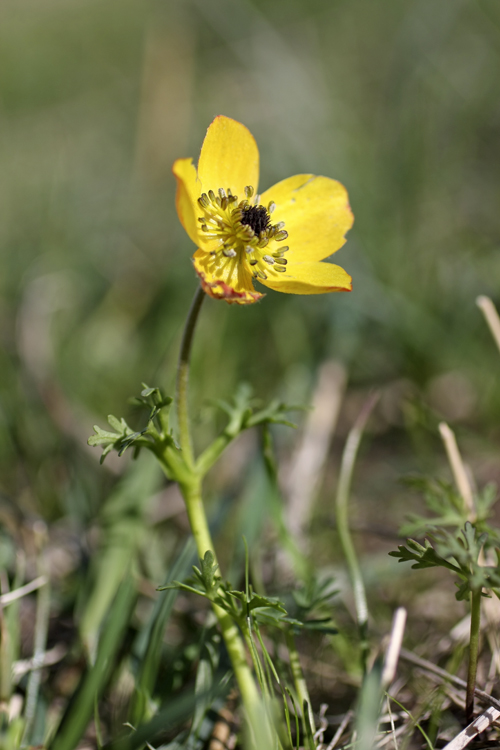 Image of Anemone baissunensis specimen.