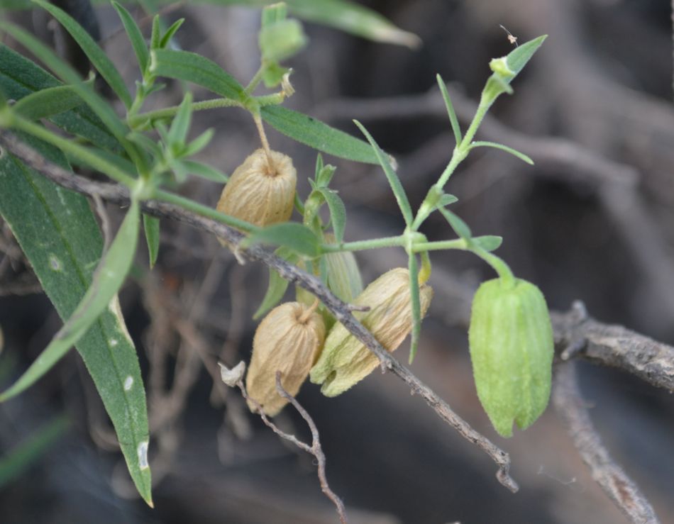 Изображение особи Oberna procumbens.