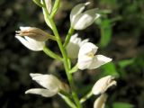 Cephalanthera longifolia