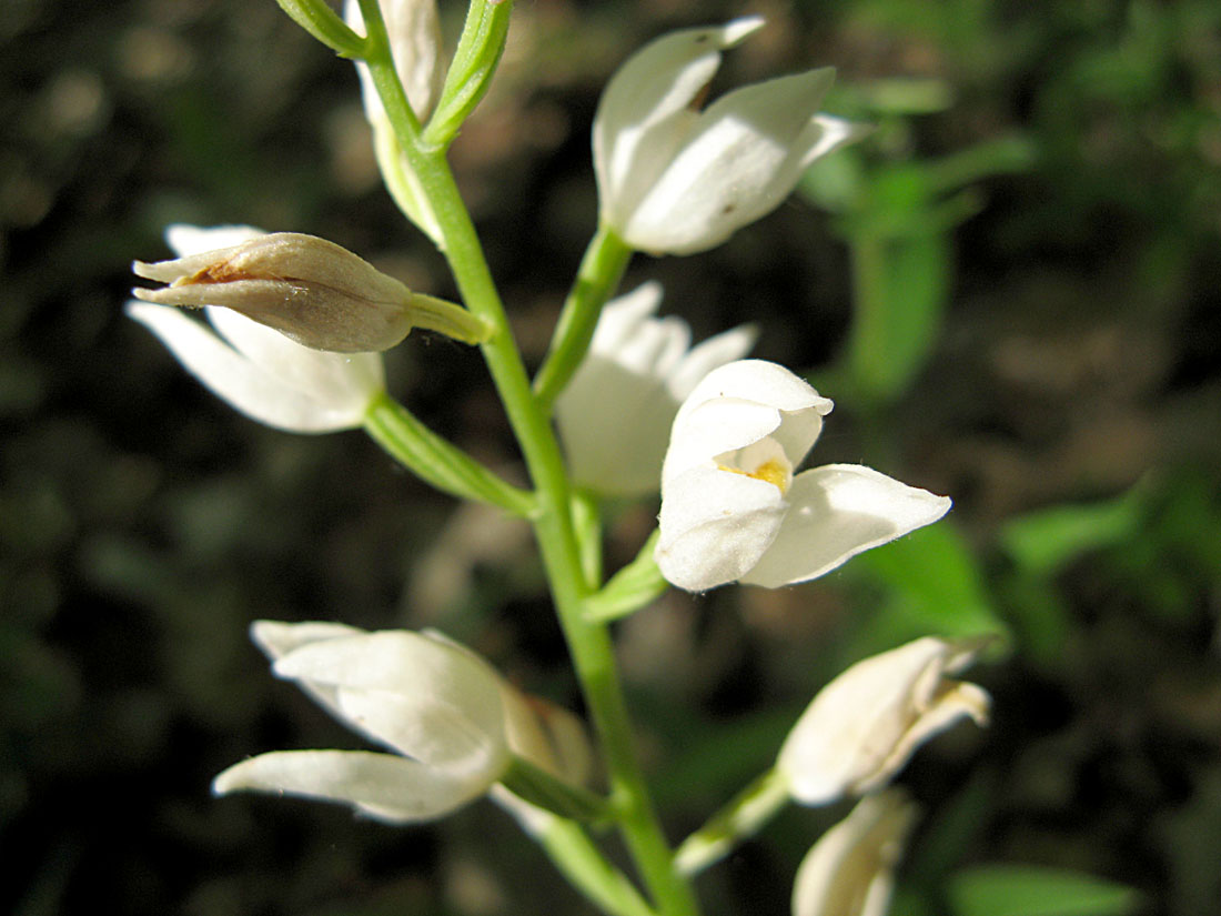 Изображение особи Cephalanthera longifolia.