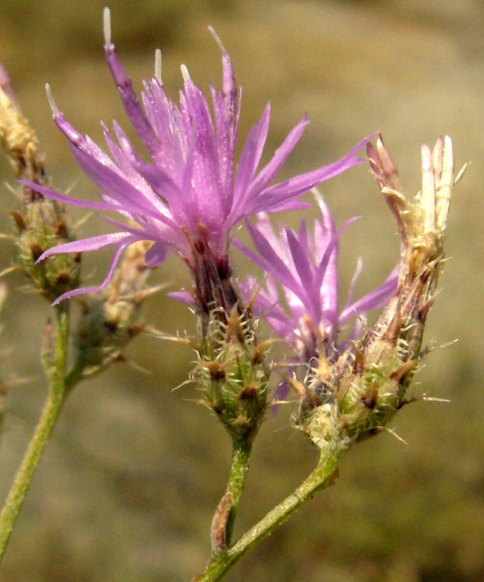 Изображение особи Centaurea pseudosquarrosa.