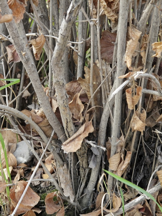 Image of Viburnum burejaeticum specimen.
