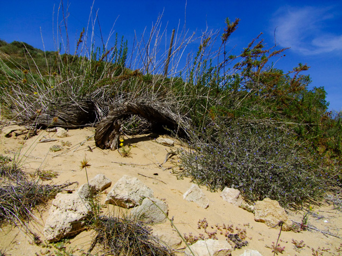 Image of Artemisia monosperma specimen.