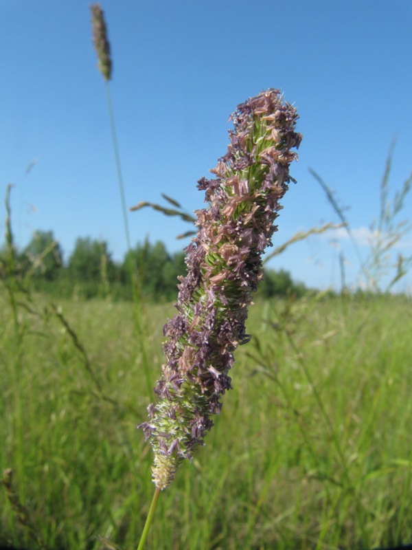 Image of Phleum pratense specimen.