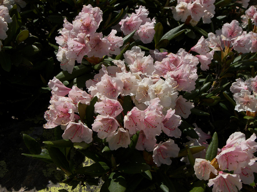 Изображение особи Rhododendron caucasicum.