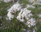 Valeriana alpestris