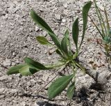 Cephalaria coriacea