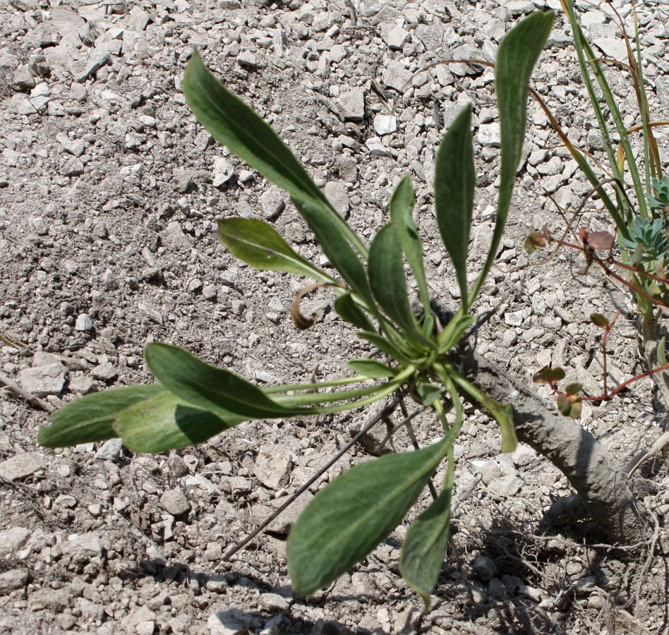 Изображение особи Cephalaria coriacea.