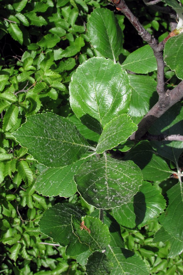 Image of Sorbus taurica specimen.