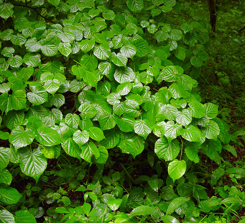 Image of Tilia cordata specimen.