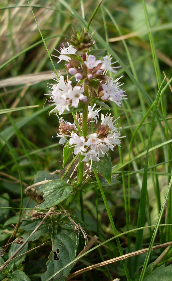 Изображение особи Mentha × verticillata.