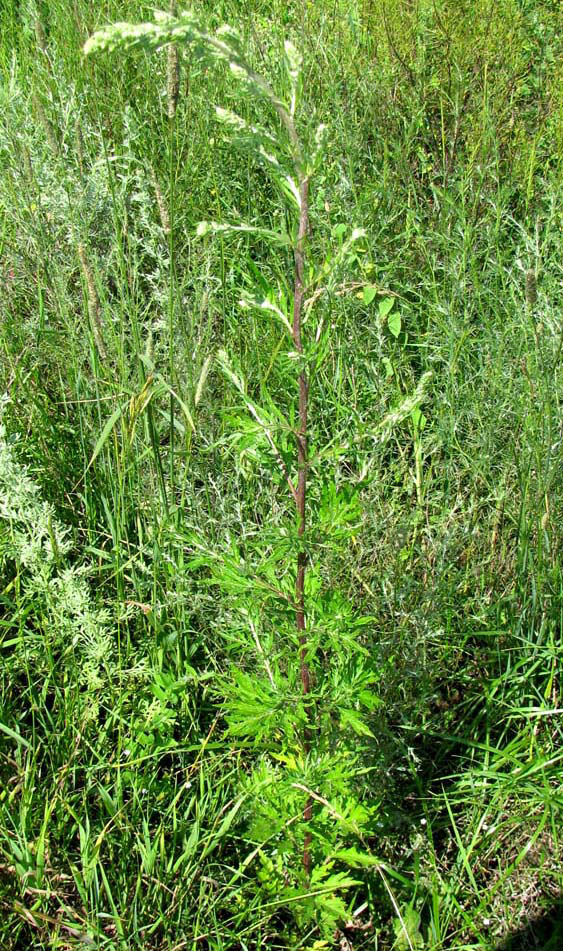 Изображение особи Artemisia vulgaris.