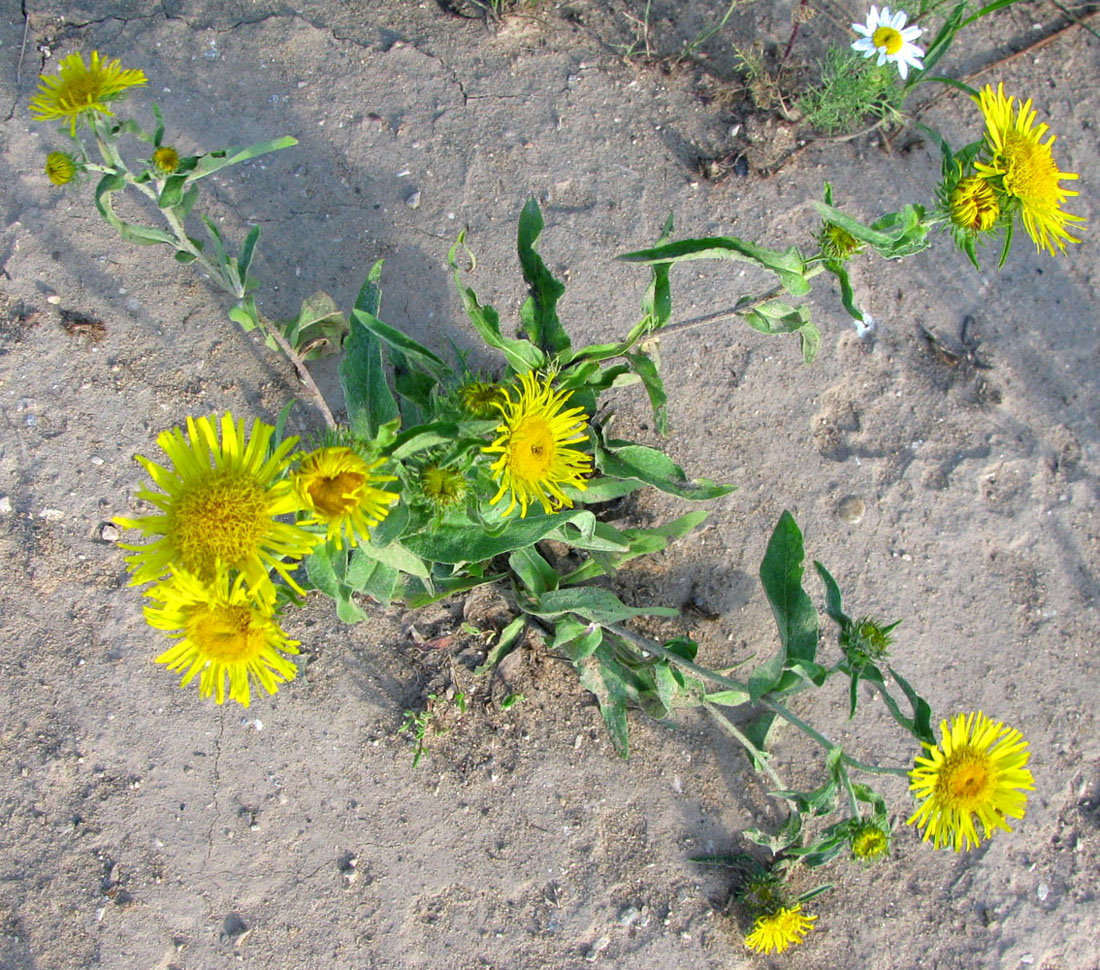 Image of Inula britannica specimen.