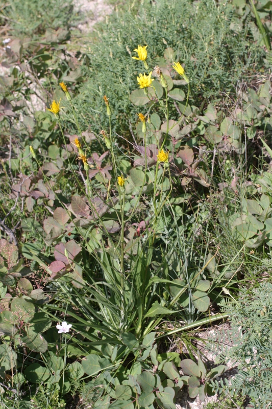 Изображение особи Scorzonera stricta.