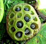 Nelumbo caspica