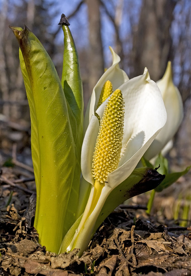 Изображение особи Lysichiton camtschatcensis.