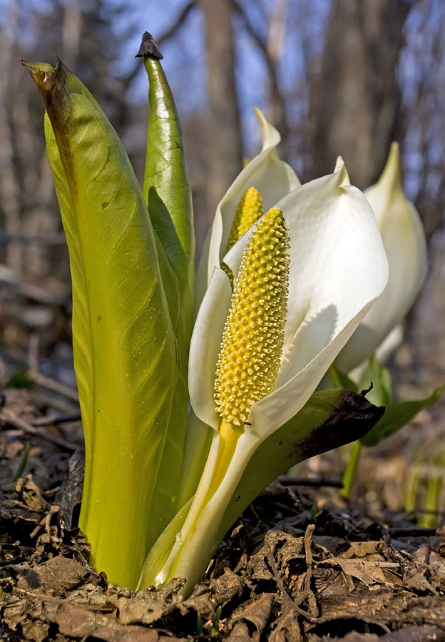 Image of Lysichiton camtschatcensis specimen.