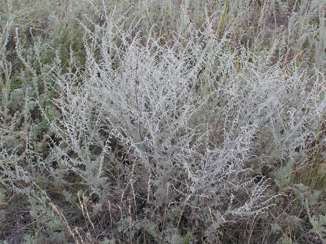 Изображение особи Artemisia santonicum.