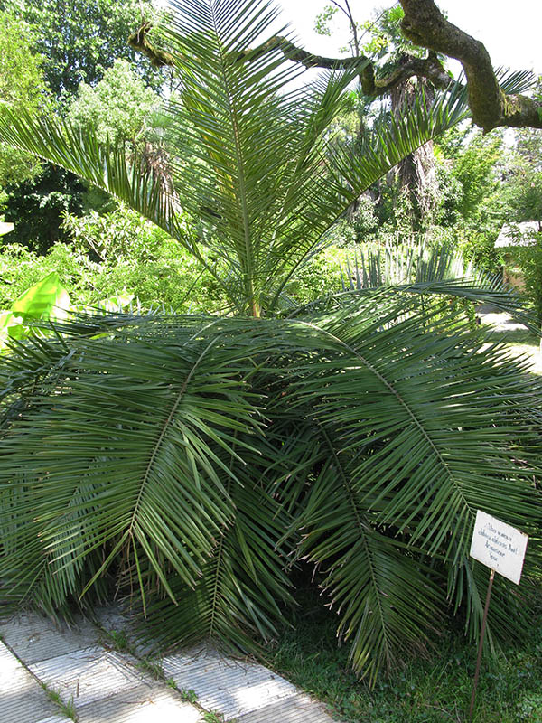 Image of Jubaea chilensis specimen.