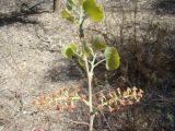 Populus diversifolia