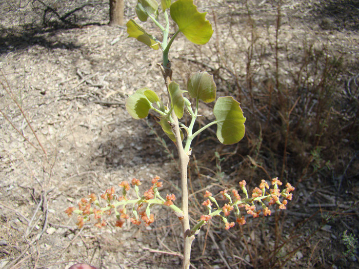 Image of Populus diversifolia specimen.