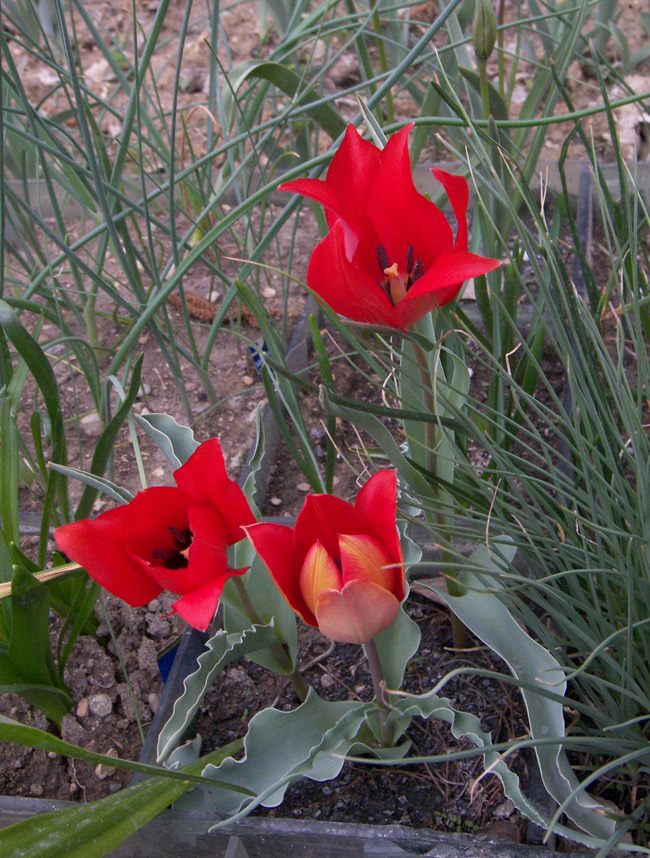 Image of Tulipa florenskyi specimen.