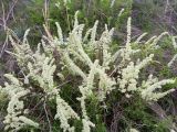 Spiraea hypericifolia. Цветущее растение. Казахстан, Восточно-Казахстанская область; Западный Алтай, скл. Ульбинского хребта, окр. с. Степное. 01.04.2012.