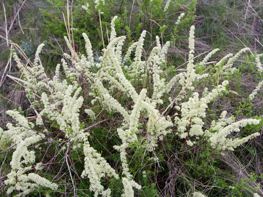 Изображение особи Spiraea hypericifolia.