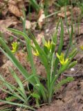 Gagea aipetriensis. Цветущие растения. Крым, яйла близ вершины Ай-Петри, на склоне карстовой воронки. 7 мая 2012 г.