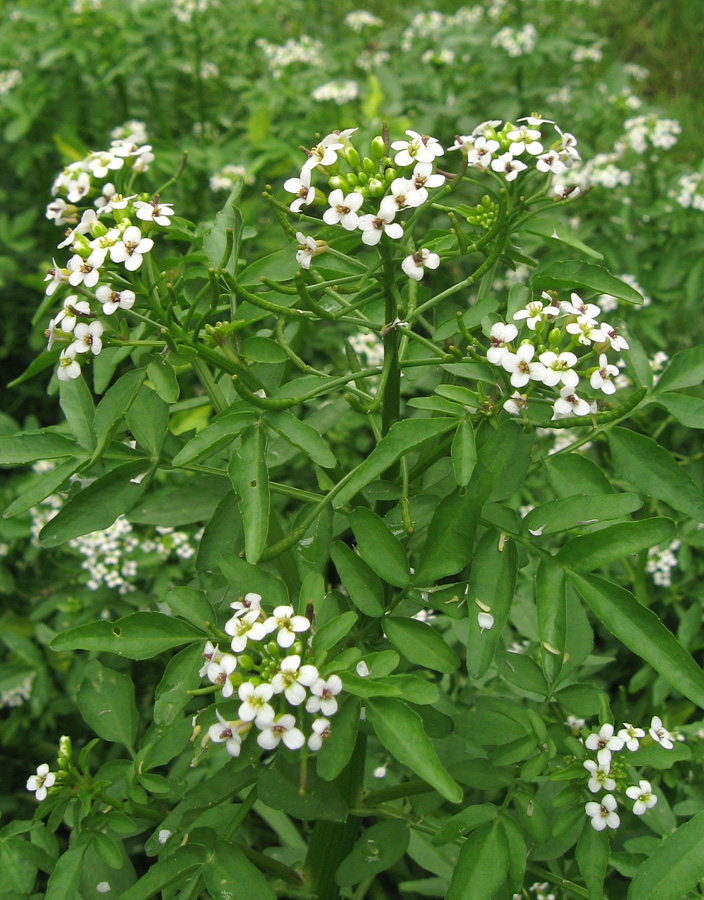 Изображение особи Nasturtium officinale.