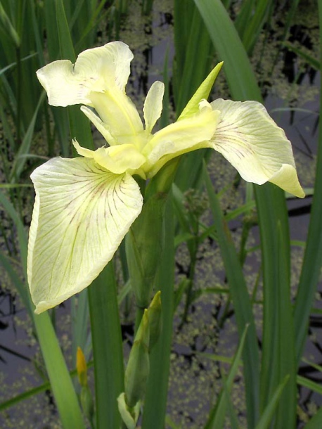 Image of Iris pseudacorus specimen.