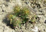 Trifolium lappaceum