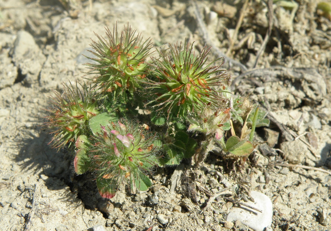 Изображение особи Trifolium lappaceum.