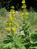 Lysimachia verticillaris. Верхушки цветущих растений. Черноморское побережье Кавказа, долина реки Джанхот. 09.06.2012.