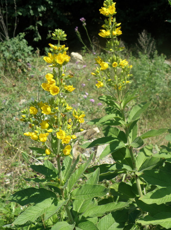 Image of Lysimachia verticillaris specimen.