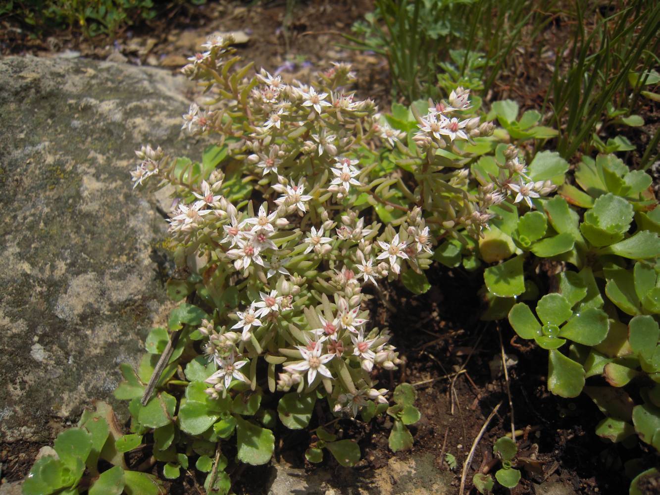 Изображение особи Sedum hispanicum.